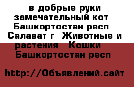 в добрые руки замечательный кот - Башкортостан респ., Салават г. Животные и растения » Кошки   . Башкортостан респ.